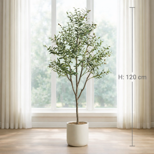 Premium / Elegant Eterna Olive Tree Mediterraneo Luxe Olive Verde Vita Olive Tree